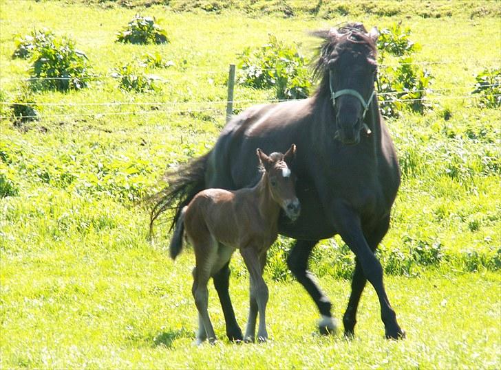 Welsh Partbred (Sec F) Stillebækkens Wizard - kliner op ad mor billede 9