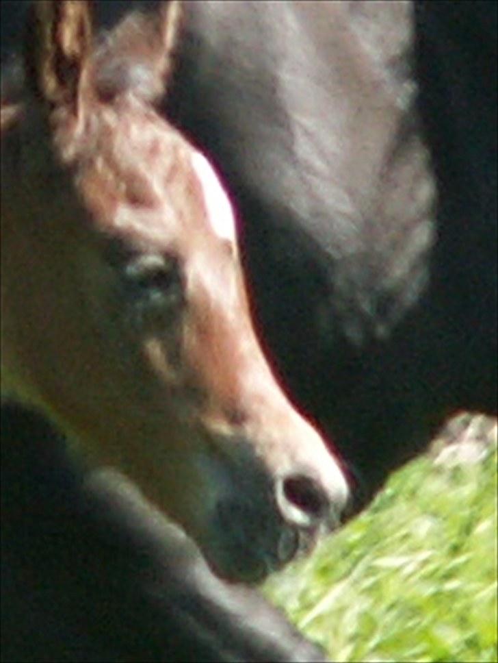 Welsh Partbred (Sec F) Stillebækkens Wizard - dejligt hoved billede 10