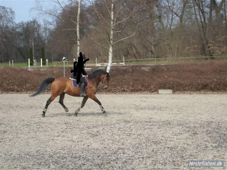 Dansk Varmblod Heartbreaker's Magic - Malle inde spring. hans ben er fine :´D Foto: cici <3 billede 20