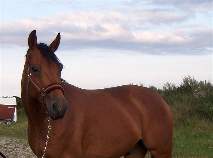 Tysk Varmblod Quick Latin *R.I.P* :'( billede 1