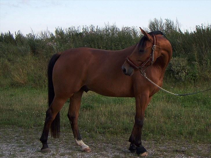 Tysk Varmblod Quick Latin *R.I.P* :'( billede 2