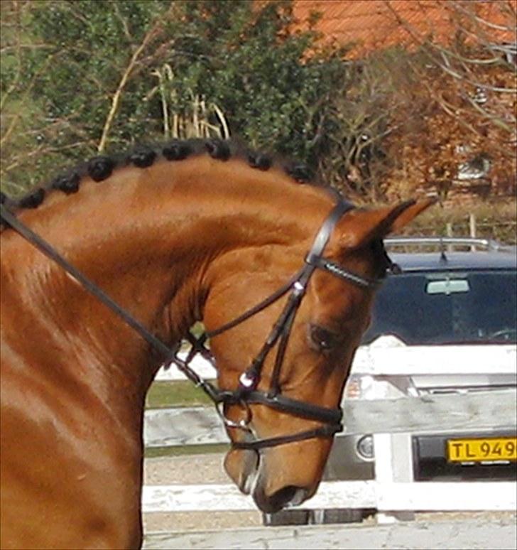 Tysk Varmblod Quick Latin *R.I.P* :'( billede 3