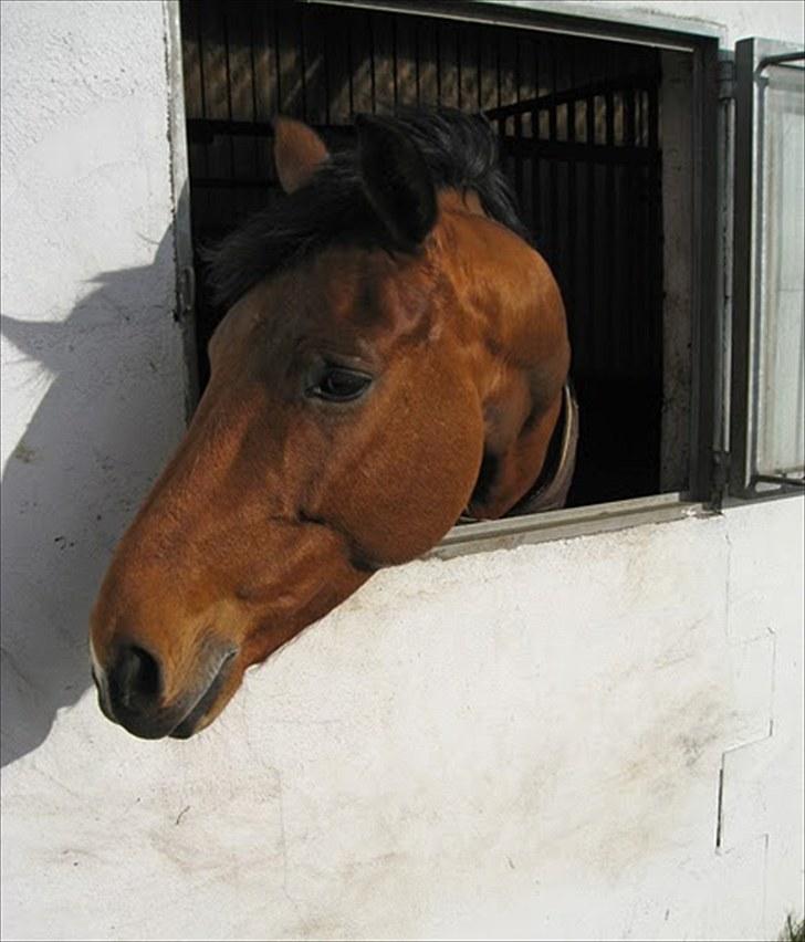 Tysk Varmblod Quick Latin *R.I.P* :'( billede 4