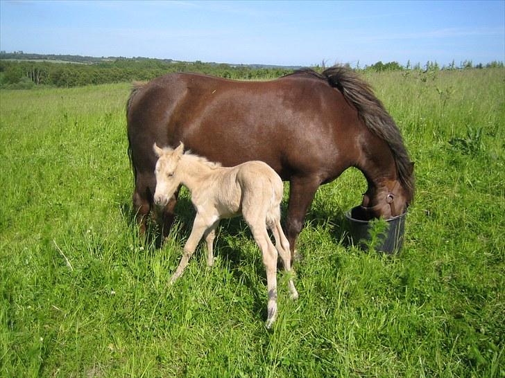 Anden særlig race Mona - Mona har født et lille palomino-hoppeføl d. 16.6.2010 billede 6