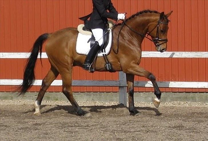 Tysk Varmblod Quick Latin *R.I.P* :'( billede 5