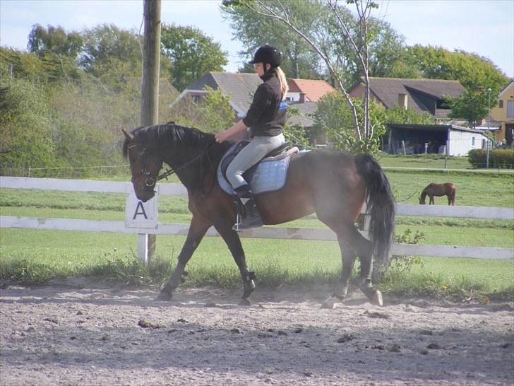 Anden særlig race Miss Purple solgt/savnet billede 5