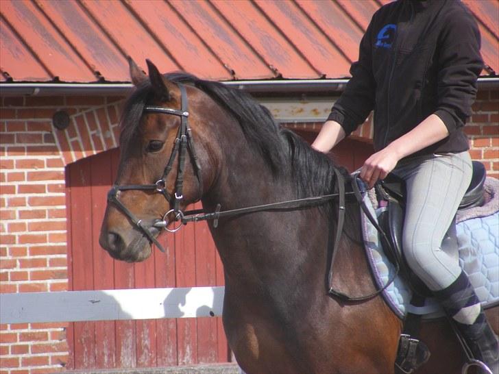 Anden særlig race Miss Purple solgt/savnet billede 8