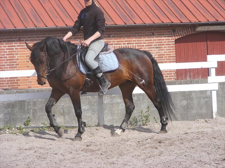 Anden særlig race Miss Purple solgt/savnet billede 9