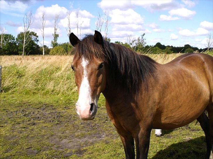Anden særlig race pekaso billede 1