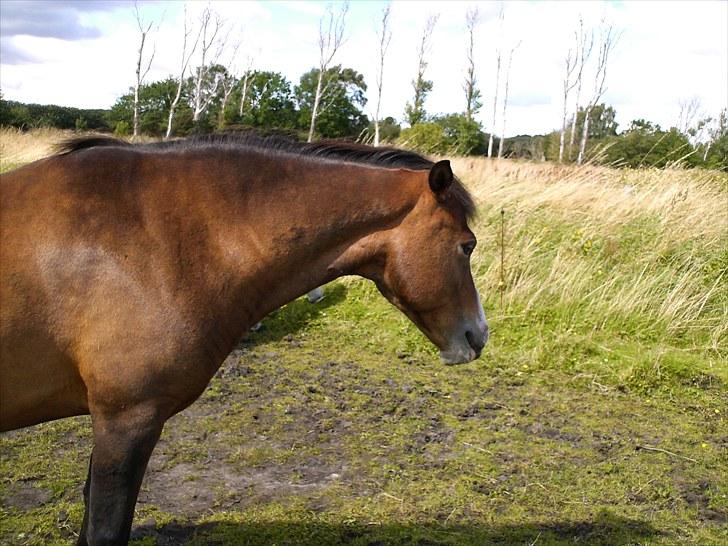Anden særlig race pekaso billede 2