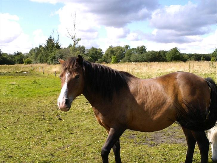 Anden særlig race pekaso billede 3