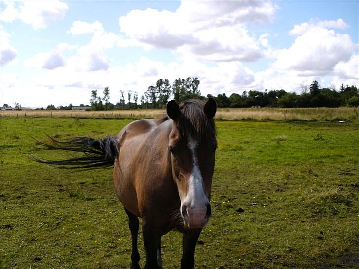 Anden særlig race pekaso billede 4
