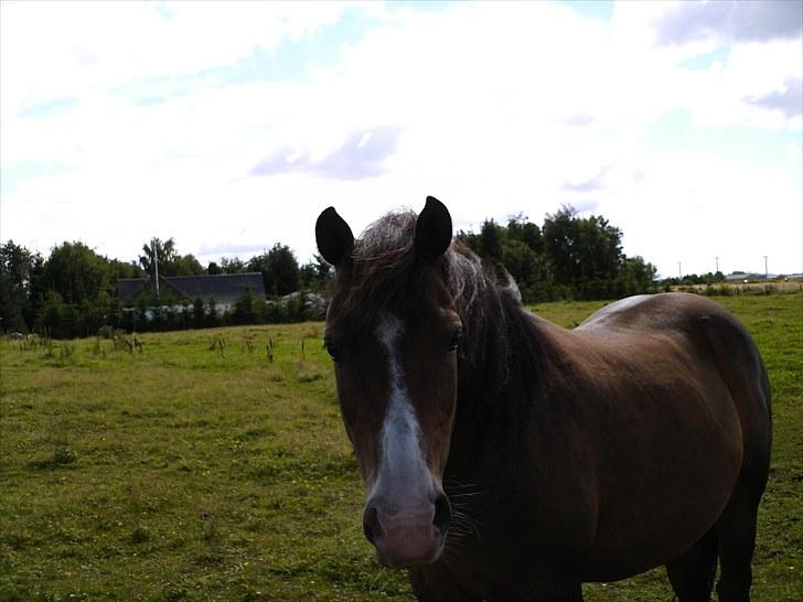 Anden særlig race pekaso billede 5
