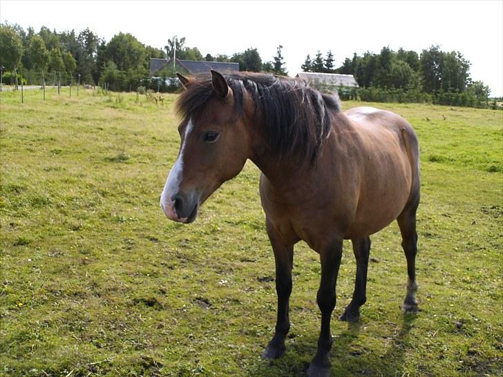 Anden særlig race pekaso billede 6