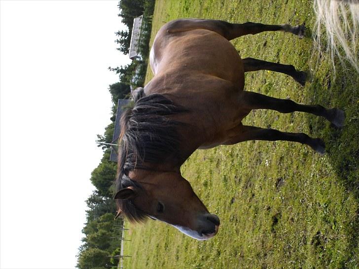 Anden særlig race pekaso billede 7