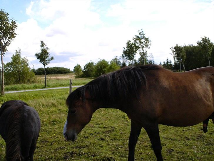 Anden særlig race pekaso billede 8