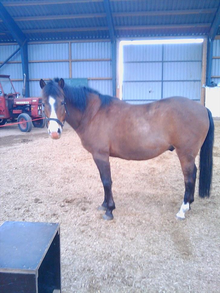 Anden særlig race pekaso billede 9