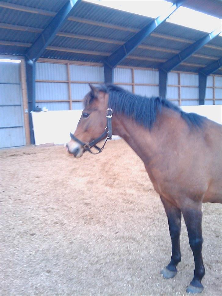 Anden særlig race pekaso billede 10