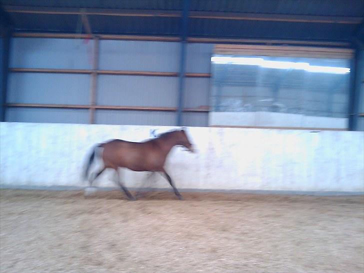 Anden særlig race pekaso billede 11