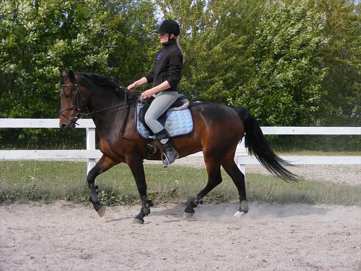 Anden særlig race Miss Purple solgt/savnet billede 13