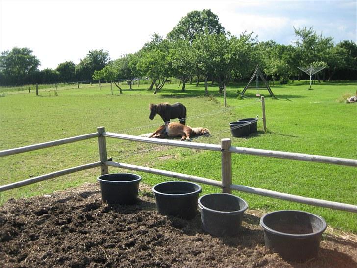 Shetlænder Kasper R.I.P SAVNET! <3 - uha, det ser dejligt ud:D
taget af Mor billede 14