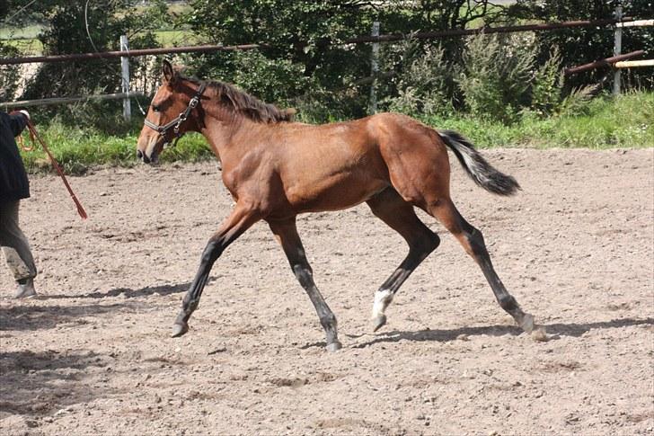 Dansk Varmblod Déchiré *Babzen* - 28-06/10 ~ billede 17