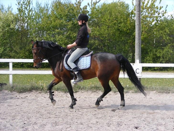 Anden særlig race Miss Purple solgt/savnet billede 14