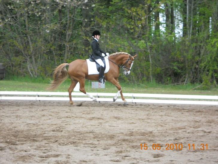 Welsh Cob (sec D) Santana - Stævne til Morsø:-) billede 12