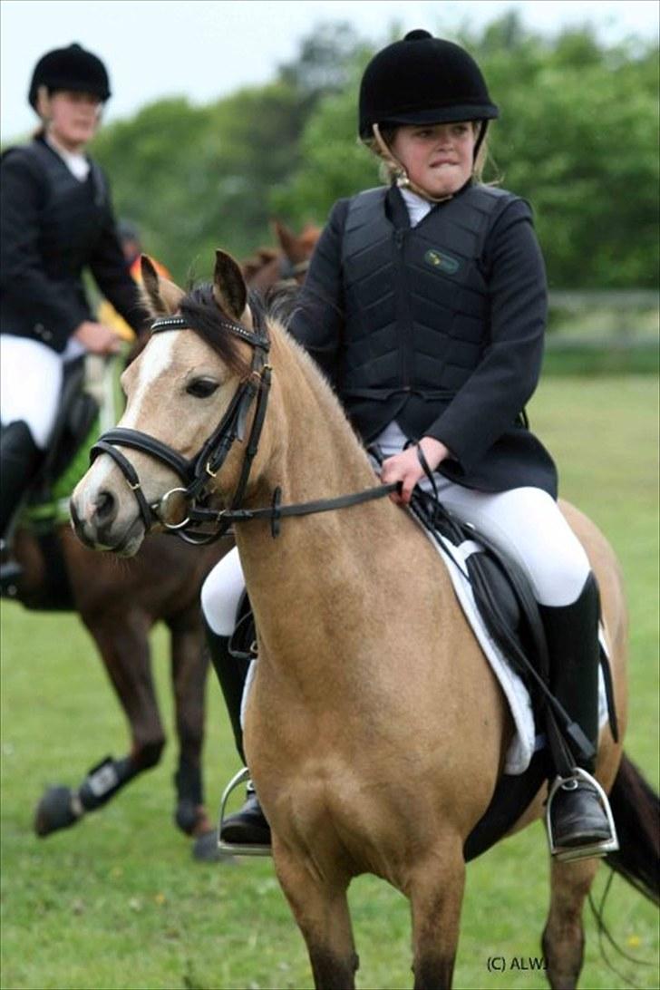Welsh Mountain (sec A) clausholm jutlandia(L) - Præmie overrækkelse i Nejst LD - 3 PLADS (L)(*) - Foto: Annlouise billede 13
