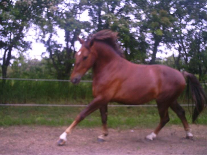 Oldenborg Banton - Engholm - kun i trav :D billede 9