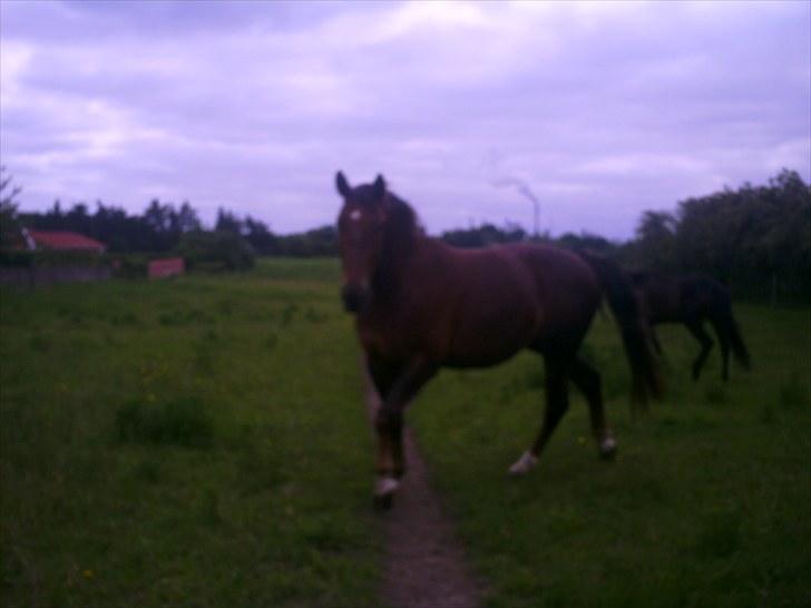 Oldenborg Banton - Engholm - Naah :D billede 11