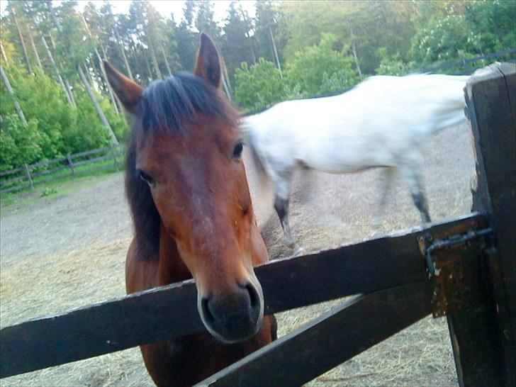 Welsh Pony (sec B) bakkegårdens prins SOLGT  - ´Jeg er uskyldig <3 billede 2