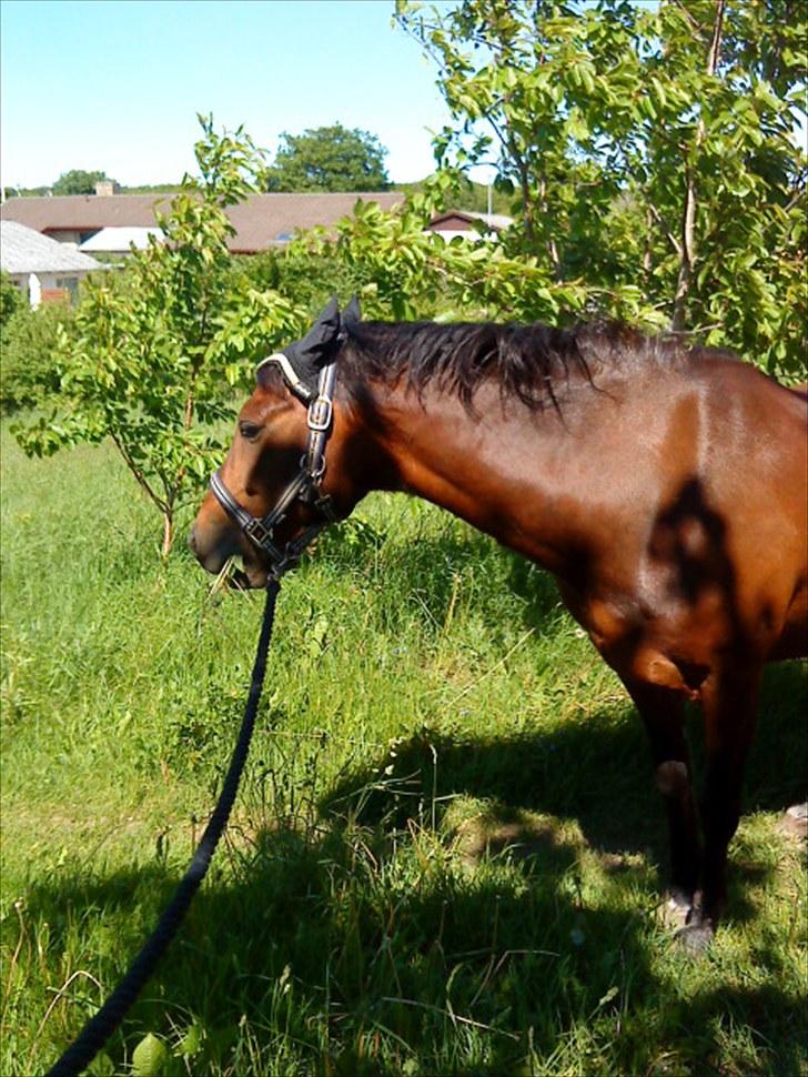 Welsh Pony (sec B) bakkegårdens prins SOLGT  - GRÆÆÆS<3 billede 3