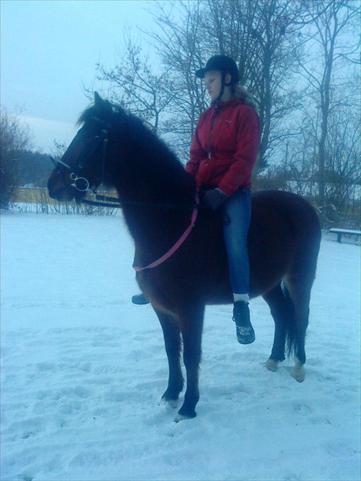 Welsh Pony (sec B) bakkegårdens prins SOLGT  - Elsker dig <3 billede 4