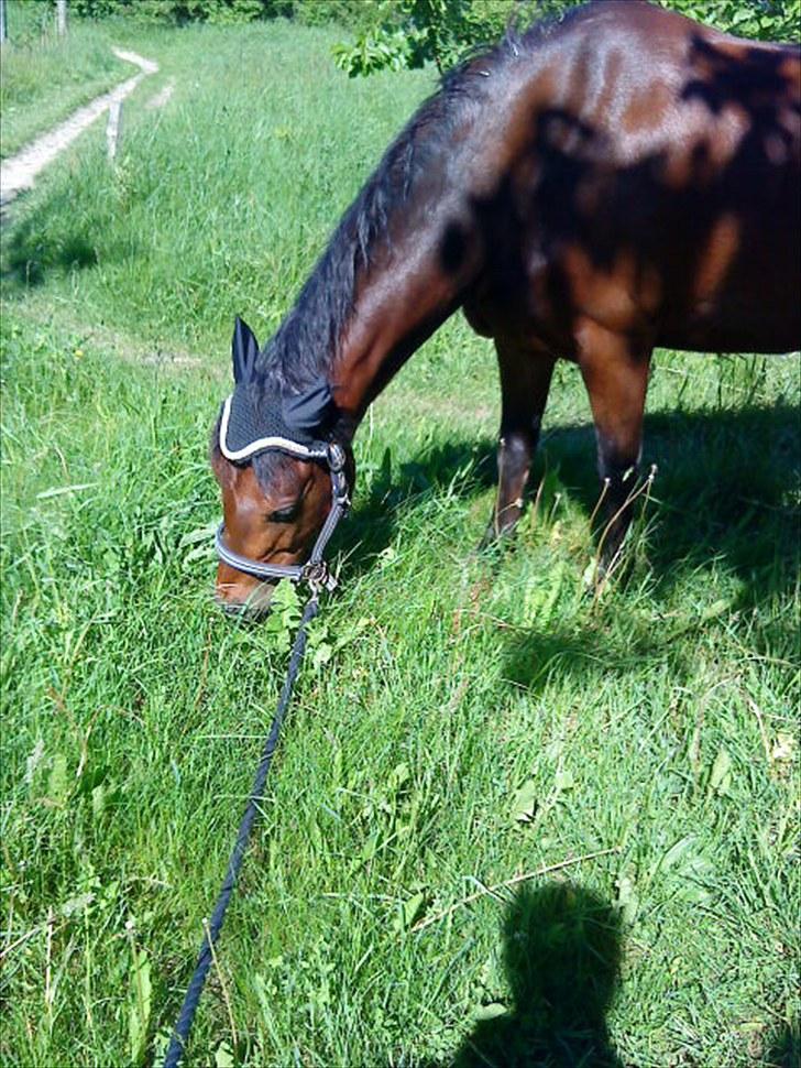 Welsh Pony (sec B) bakkegårdens prins SOLGT  billede 5