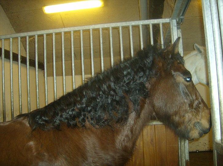 Welsh Pony (sec B) bakkegårdens prins SOLGT  - sådan ser Prins ud når han har været til stævne med rosenknupper (: billede 6