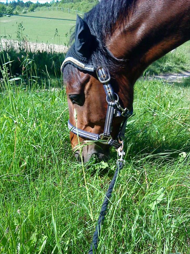 Welsh Pony (sec B) bakkegårdens prins SOLGT  billede 7