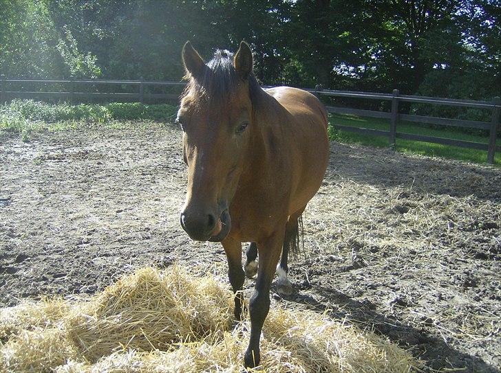 Welsh Pony (sec B) bakkegårdens prins SOLGT  - Smukke poniiii <3 billede 8