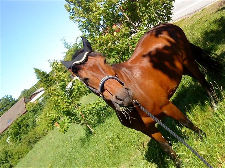 Welsh Pony (sec B) bakkegårdens prins SOLGT  billede 9