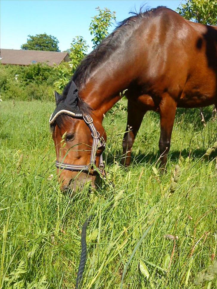 Welsh Pony (sec B) bakkegårdens prins SOLGT  billede 10
