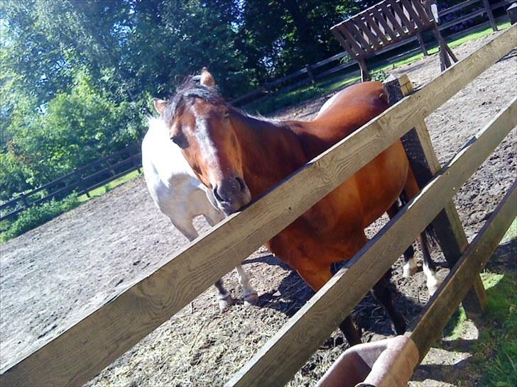 Welsh Pony (sec B) bakkegårdens prins SOLGT  billede 11