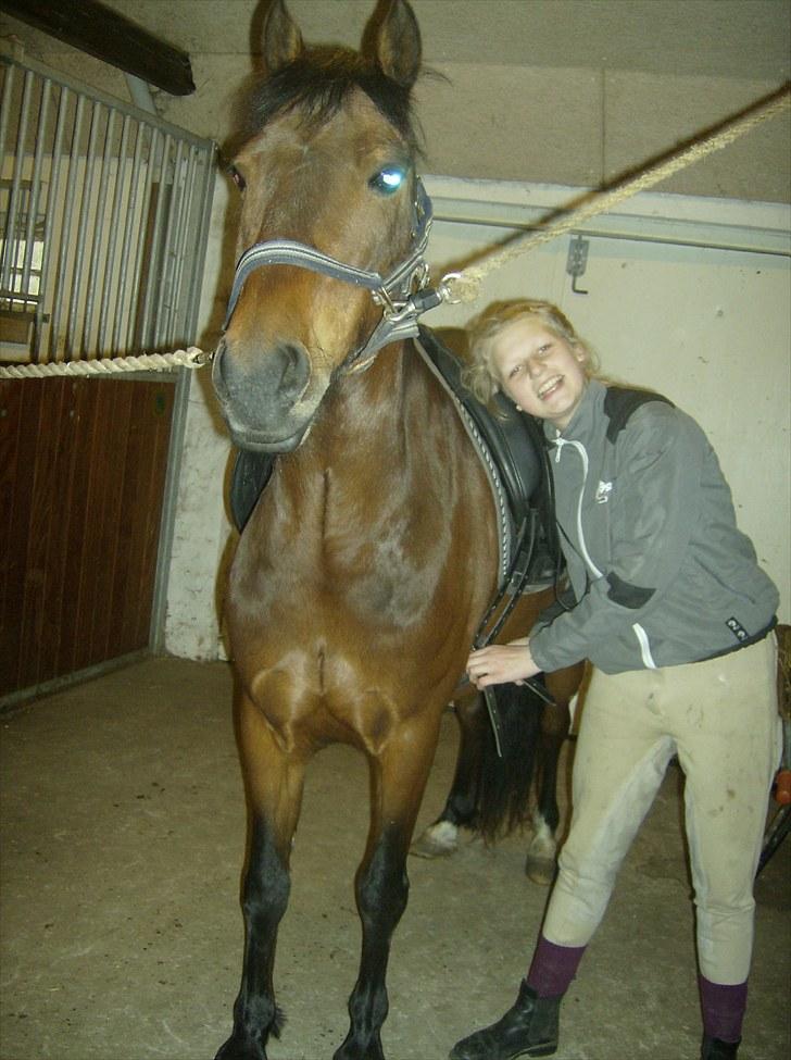 Welsh Pony (sec B) bakkegårdens prins SOLGT  billede 12