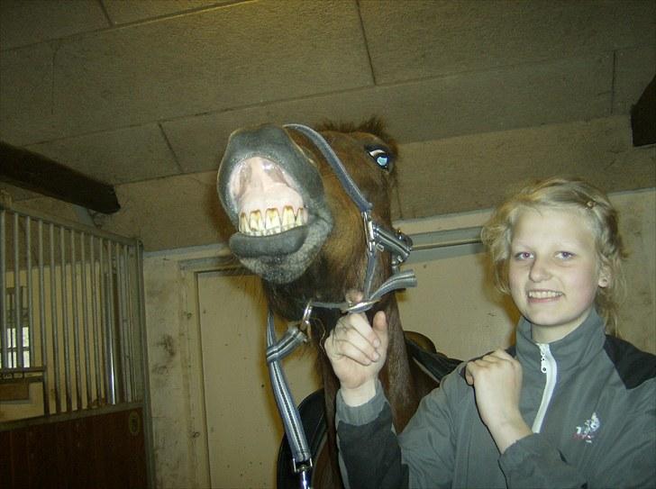 Welsh Pony (sec B) bakkegårdens prins SOLGT  - HAHA!!<3 jeg kan smiiiiiiiiile! :) billede 13