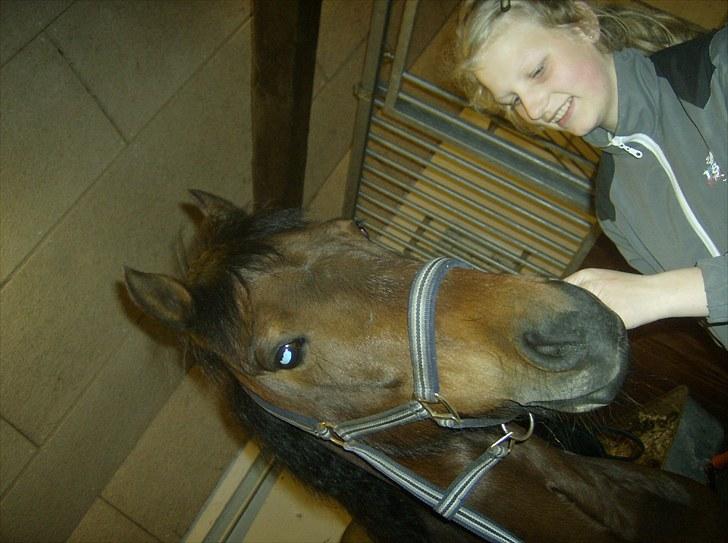 Welsh Pony (sec B) bakkegårdens prins SOLGT  billede 14