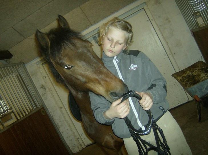 Welsh Pony (sec B) bakkegårdens prins SOLGT  billede 15