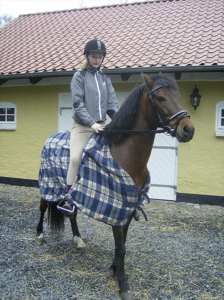 Welsh Pony (sec B) bakkegårdens prins SOLGT  billede 16