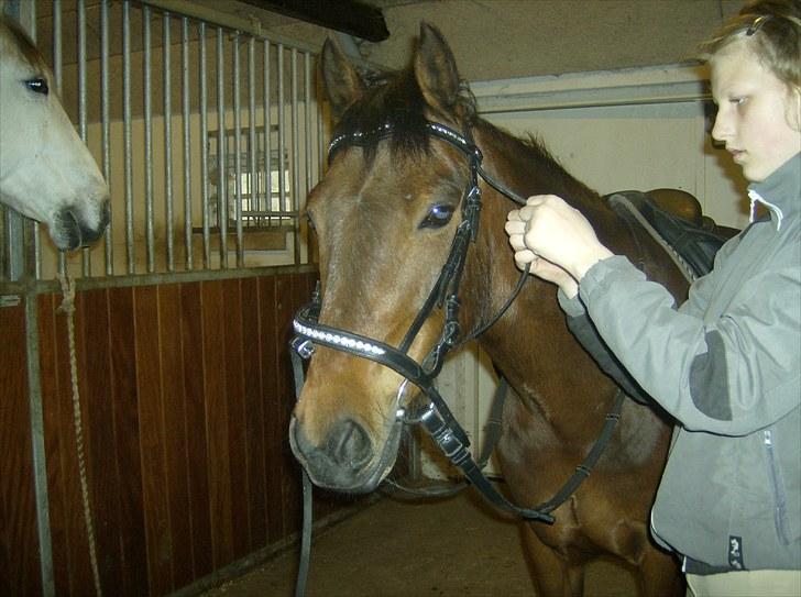 Welsh Pony (sec B) bakkegårdens prins SOLGT  billede 17