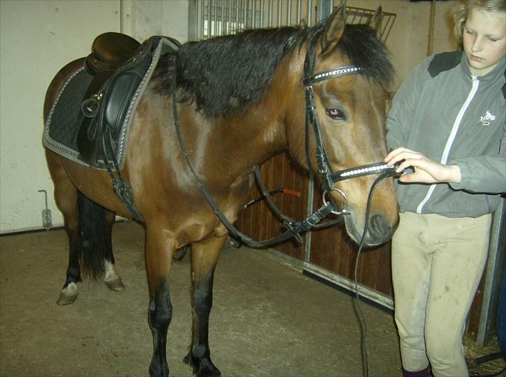 Welsh Pony (sec B) bakkegårdens prins SOLGT  - Prins på staldgangen billede 18
