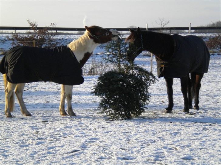 Anden særlig race Sunshine - mig og min ven peres billede 2