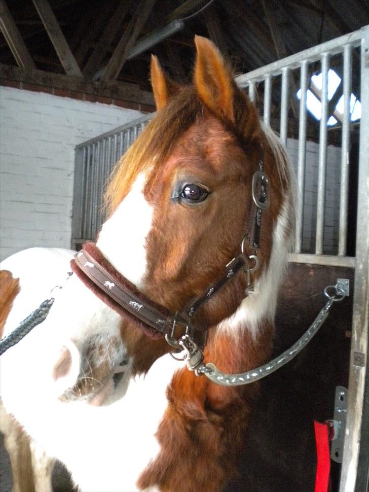 Anden særlig race Sunshine - jeg er bare sej billede 3